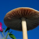 Cogumelo (Mushroom)